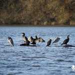 Grands cormorans et Hérons cendrés sur le Lac de Trémelin au début de (...)