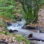 Ruisseau en automne dans la forêt de Brocéliande