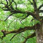 Le chêne des Hindrés en Brocéliande