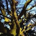 Les branches tortueuses du hêtre de Ponthus