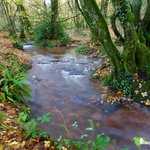 Ruisseau en automne dans la Forêt de Brocéliande
