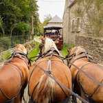 Balade contée en calèche tirée par 3 chevaux de trait bretons