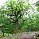Chêne des Hindrés en forêt de Brocéliande