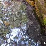 L'eau de la Fontaine de Barenton