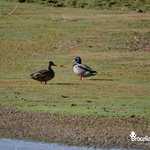 Canards au bord de l'étang de Careil