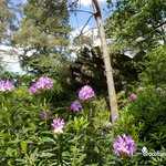 Rhododendrons en fleur devant le Rocher Glissant des Affolettes
