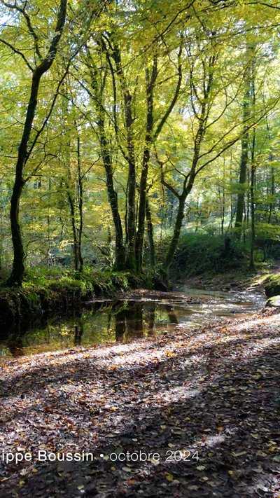 Vallée de l'Aff en automne