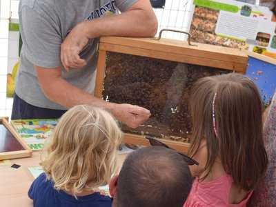 Les abeilles et les plantes mellifères / Apiculteurs aux Jardins de Brocéliande