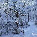Le chêne des Hindrés recouvert de neige
