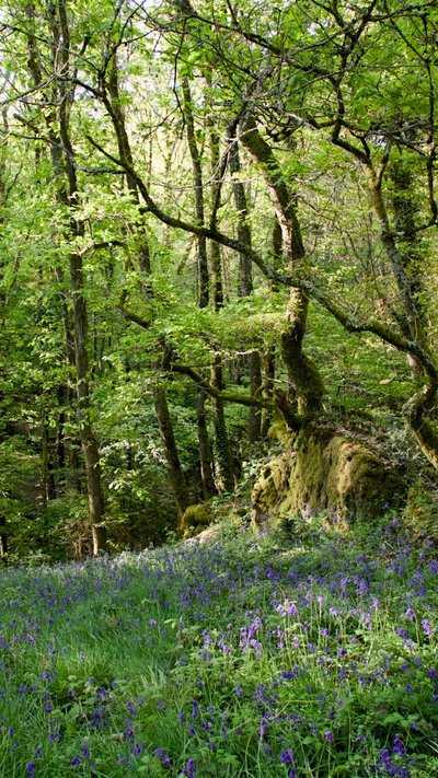 Jacinthes des bois - Lande de Trékoët - Muel