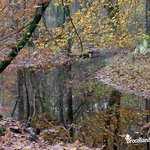 Reflets d'automne en Forêt de Brocéliande