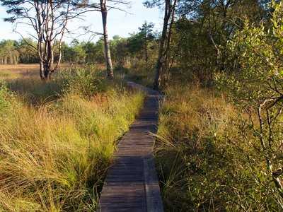 Sur le sentier autour de l'Étang de Paimpont