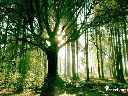 Forêt de Brocéliande, arbre légendaire
