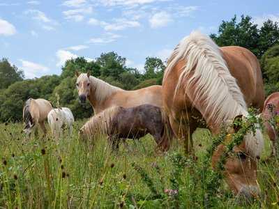 Chevaux de Brocéliande dans une prairie