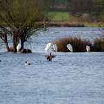 Oiseaux en hiver sur l'étang de Careil