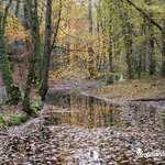 Reflets d'automne en Forêt de Brocéliande