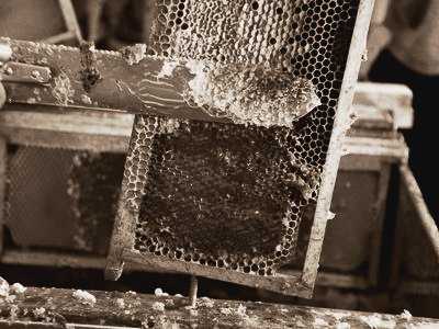 Extraction du miel aux Jardins de Brocéliande