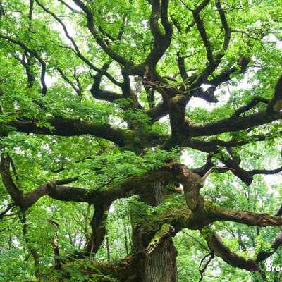 Le chêne des Hindrés