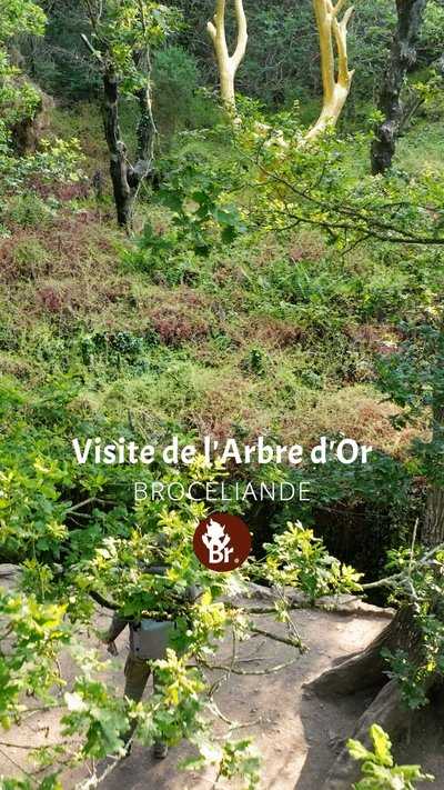 Face à l'Arbre d'or