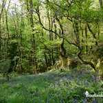 Jacinthes des bois - Lande de Trékoët - Muel
