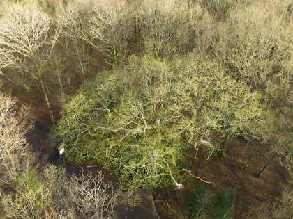 Chêne des Hindrés au printemps - vue aérienne / drone