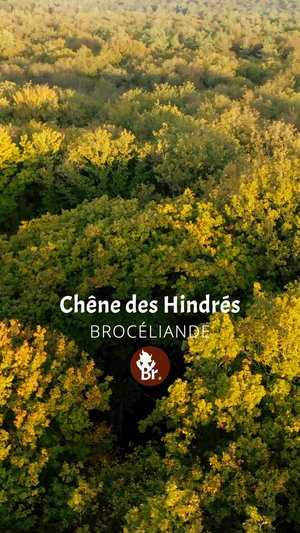 Chêne des Hindrés / Shorts