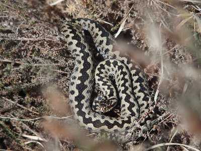 Reptile sur les Landes de Monteneuf