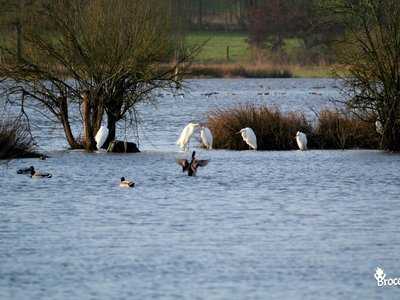 Oiseaux en hiver sur l'étang de Careil