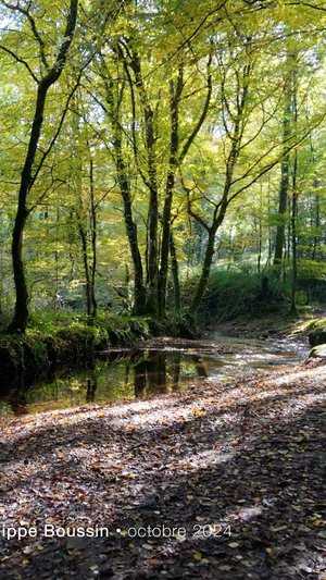 Vallée de l'Aff en automne