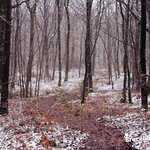 Matin neigeux en Forêt de Brocéliande - 4 janvier 2021