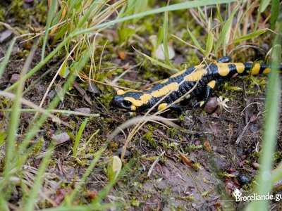 Salamandre tachetée