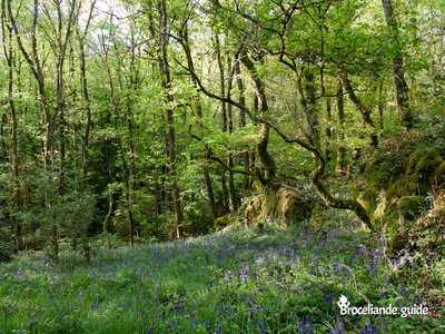 Jacinthes des bois - Lande de Trékoët - Muel
