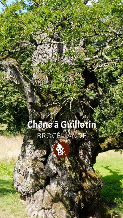 Chêne à Guillotin