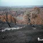 Landes de Gurwan ravagées par l'incendie du 12 août 2022 en Brocéliande