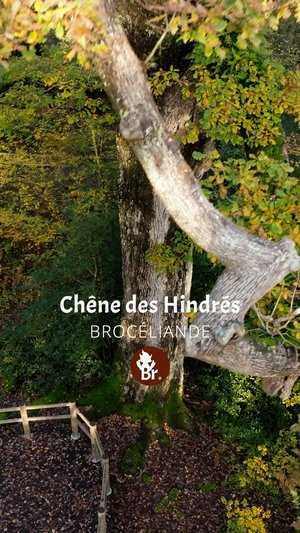 Chêne des Hindrés / Short