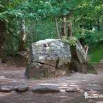 Tombeau de Merlin en forêt de Brocéliande