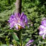 Rhododendrons en fleur aux Affolettes dans la vallée de l'Aff