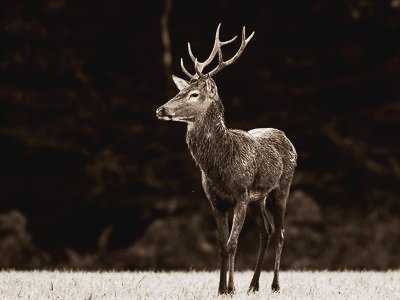 Cerf à l'orée de la forêt