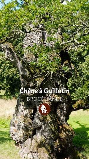 Chêne à Guillotin