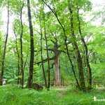 Le chêne des Hindrés en Forêt Domaniale de Paimpont