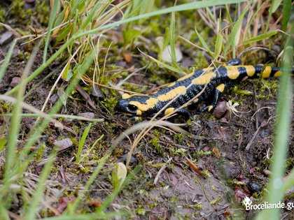 Salamandre tachetée