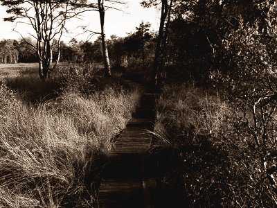 Sur le sentier autour de l'Étang de Paimpont