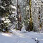 Neige sur la balade des Hindrés - Basse forêt de Brocéliande