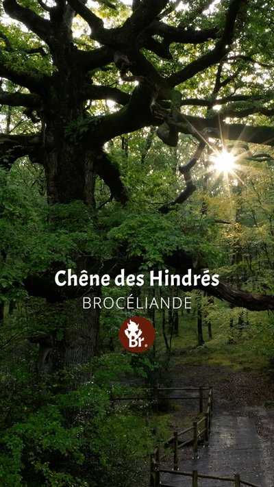 Chêne des Hindrés Shorts