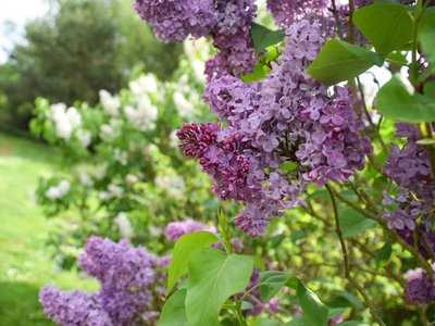 Lilas myosotis au Jardins de Brocéliande