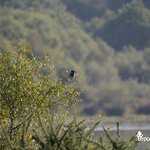 Martin pêcheur au bord de l'étang de Careil