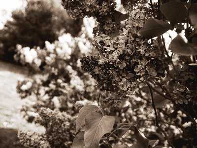 Lilas myosotis au Jardins de Brocéliande