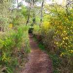Chemin d'accès - Tombeau de Merlin en forêt de Brocéliande