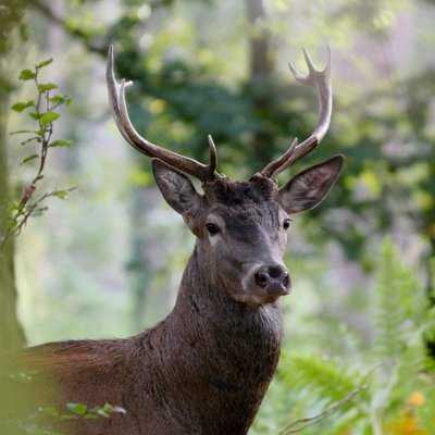 Cerf élaphe en Brocéliande