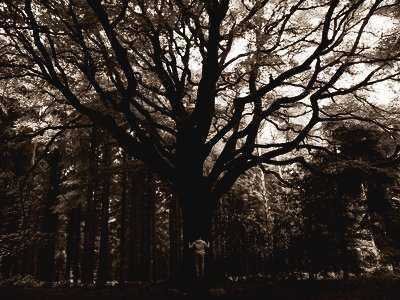 Parcours initiatique en forêt de Brocéliande La Hulotte